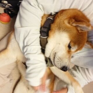 柴犬グルチャ