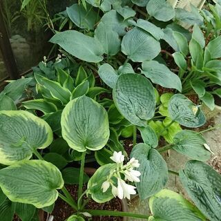 ギボウシ好きな方…。