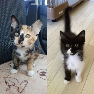 　飼い主届出済み。3ヶ月の女の子達です😼