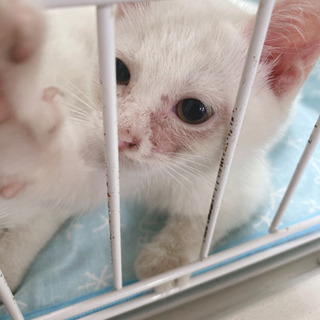 野良猫　白　2匹 追記あり　※問い合わせ多数の為選考中　新規問い...