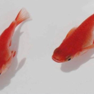 メダカ★広島血統★紅茜ダルマ 卵15個