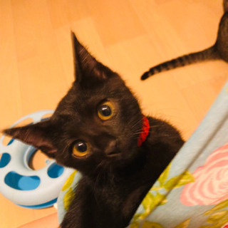 キャンセルに付き再募集❣️ベルベットな漆黒のエジプシャン＆リアルジジちゃん❣️黒猫ちゃん❣️ - 猫