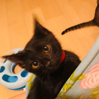 キャンセルに付き再募集❣️ベルベットな漆黒のエジプシャン＆リアルジジちゃん❣️黒猫ちゃん❣️ - 川崎市