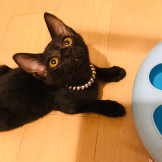 キャンセルに付き再募集❣️ベルベットな漆黒のエジプシャン＆リアルジジちゃん❣️黒猫ちゃん❣️の画像