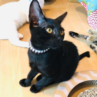 キャンセルに付き再募集❣️ベルベットな漆黒のエジプシャン＆リアルジジちゃん❣️黒猫ちゃん❣️ - 里親募集