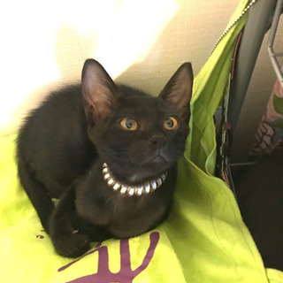 キャンセルに付き再募集❣️ベルベットな漆黒のエジプシャン＆リアルジジちゃん❣️黒猫ちゃん❣️ − 神奈川県