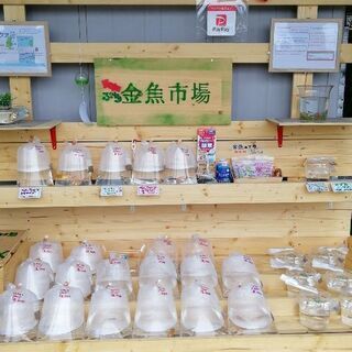 らんちゅう、ザリガニ、メダカ、モリアオガエル販売中です