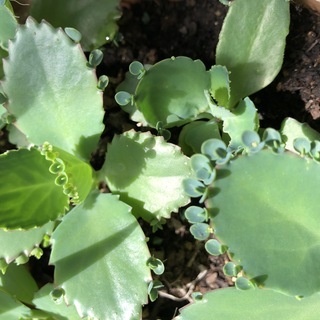 ✤子宝草　子株✤の画像