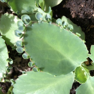 ✤子宝草　子株✤の画像