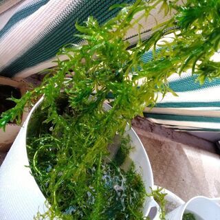 水草差し上げます