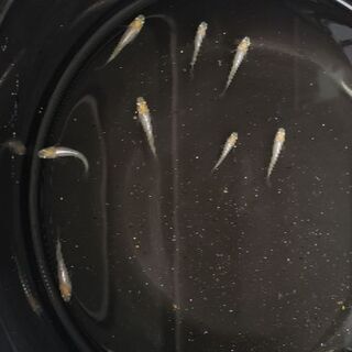 メダカ　黄冠白菊