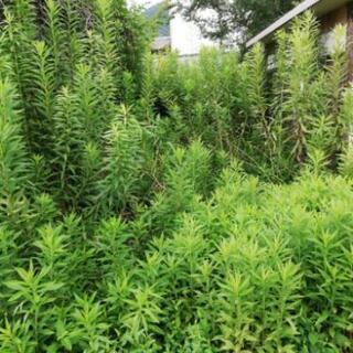 草刈り作業 - 便利屋