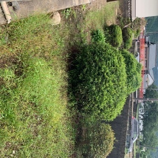 無料　庭木、庭石、庭土