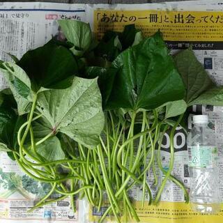 さつまいものつる　茎　芋づる　無農薬野菜　有機野菜野菜　化学肥料...