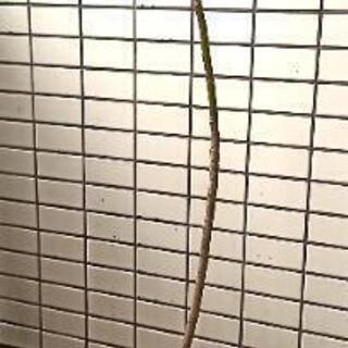 シェフレラ(カポック)その2の画像