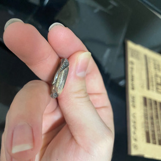 ウロボロス　蛇　リングの画像