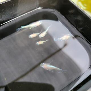 ピンク幹之　半ダルマ　ダルマ　若魚
