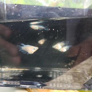 ピンク幹之　半ダルマ　ダルマ　若魚の画像