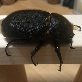 DHヘラクレス♀の画像