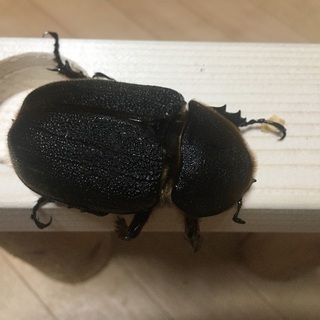 DHヘラクレス♀の画像