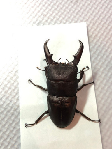 ヒラタクワガタ7匹セット　最大70㎜