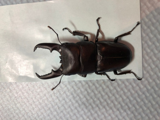 ヒラタクワガタ7匹セット　最大70㎜