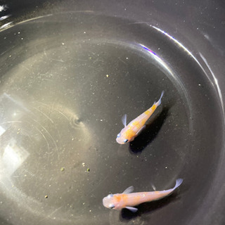 紅白ラメの成魚ワンペア❗️