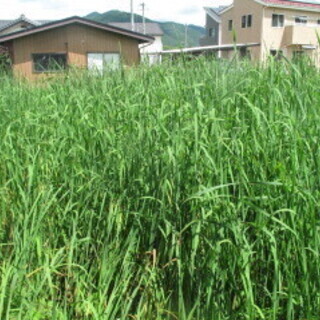 お盆向けがまの穂(食用可能)50本