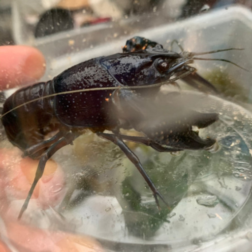 アメリカザリガニ　青系