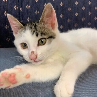 生後３か月の男の子　前足に障害があります　　  すてきなご縁があ...