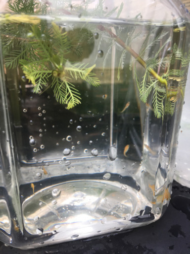 メダカ稚魚　紅孔雀