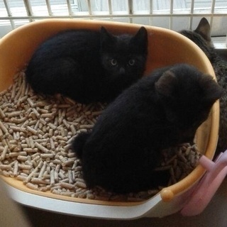 【募集一時停止中】子猫★全部で7匹います★黒猫2匹、キジシロ（ソ...