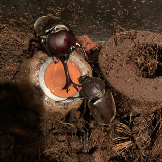 カブト虫