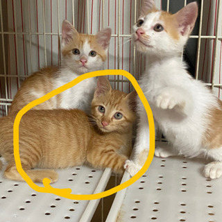 茶トラの子猫です！