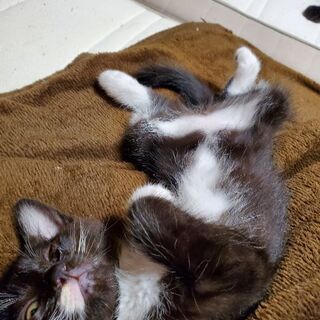 かわいい子猫のパパ、ママになってください