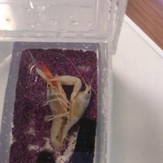 タイゴーストザリガニ ♀                    ...