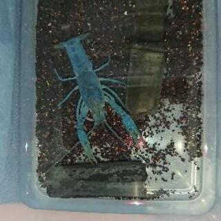 親 ブラックキング×シザーブルーザリガニ 