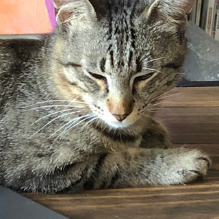 撫でられ好きのあまったれオスキジ猫可愛がって下さい - 府中市