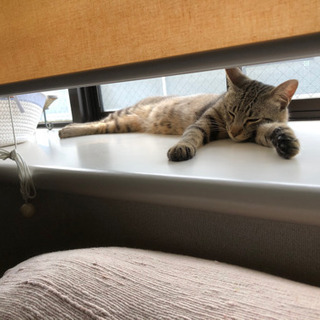 撫でられ好きのあまったれオスキジ猫可愛がって下さい - 猫