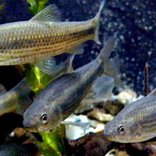 ※🐟モロコ【生体】※ 10匹〜50円の画像