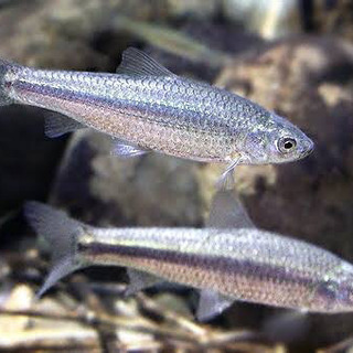 ※🐟モロコ【生体】※ 10匹〜50円の画像
