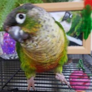 ウロコちゃんの里親募集中
