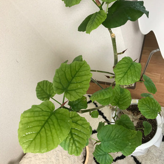 ウンベラータ 中ー大型　観葉植物　8/3までお値引き中