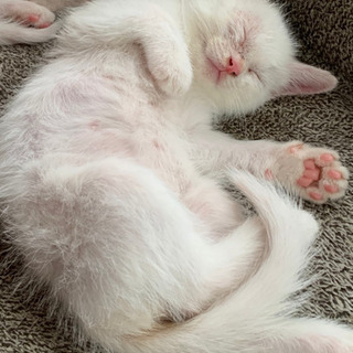 可愛いメスの子猫ちゃんの里親募集