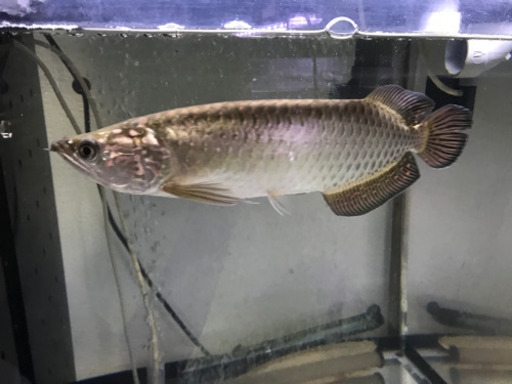 ノーザンバラムンディ（交換も考えてます）