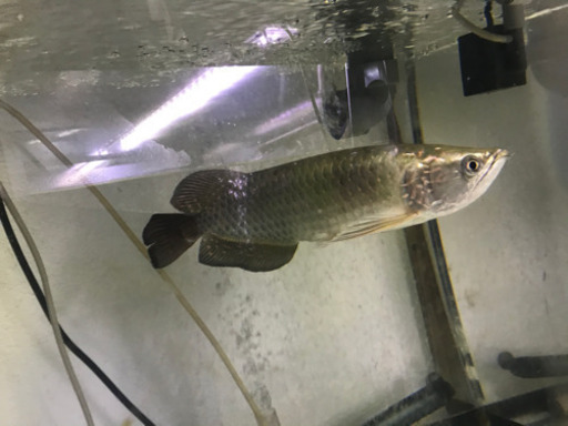 ノーザンバラムンディ（交換も考えてます）