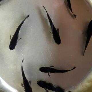 オロチラメメダカ　５０匹
