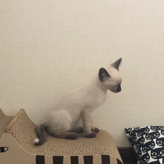 シャム系オス里親様決まりました - 猫