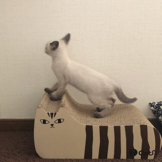 シャム系オス里親様決まりました − 富山県