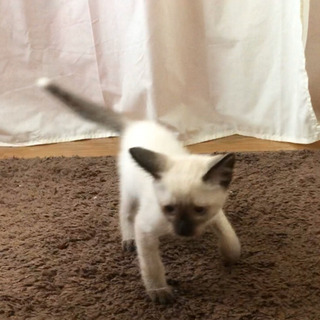 シャム系オス里親様決まりました - 富山市
